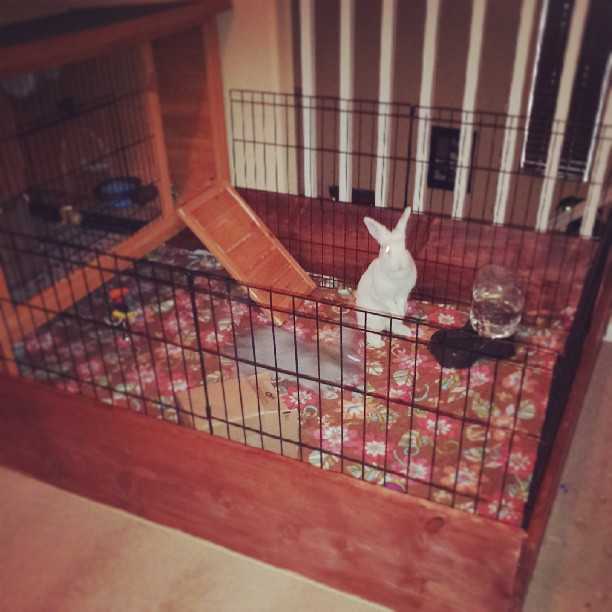 looking after a rabbit indoors
